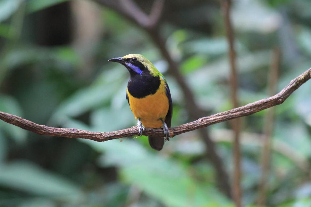 Rangbondoi - Birdhides Included and available for birding guide