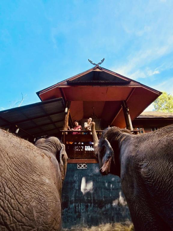 Elephant view terrace chiang mai บ้านระเบียงชมช้าง Elephant view terrace chiang mai บ้านระเบียงชมช้าง